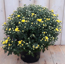Bol Chrystant geel