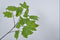Silk-ka Kunstbloem-Zijden Bloem Bladtak Zijde Groen 81 cm