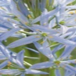 JUB - Camassia cusickii