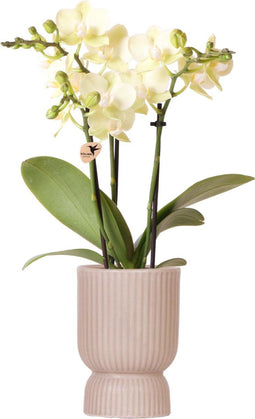 Gele Phalaenopsis orchidee - Mexico + Diabolo pot sand - potmaat Ø9cm -