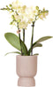 Gele Phalaenopsis orchidee - Mexico + Diabolo pot sand - potmaat Ø9cm -