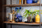 Goed & Groen - Lova Microsorum Diversifolium - ↨ 48cm - Potmaat 17 - Kwaliteit Planten - Kamer Plant - Kamerplanten - Sfeer