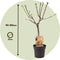 Plant in a Box - Prunus Armeniaca 'Abrikozenboom' - Fruitboom - Pot 21cm - Hoogte 90-100cm
