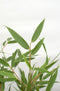 ‘Fargesia Rufa’ (Bamboe) ↨ 80cm - hoge kwaliteit planten