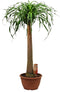 Beaucarnea XL – ↨ 120cm – ⌀ 30cm