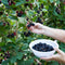 Plant in a Box - Rubus fruticosus 'Thornfree' - Set van 2 - Braam - Doornloze zwarte braam - Fruitplanten - Struik - ⌀15cm - Hoogte 50-60cm