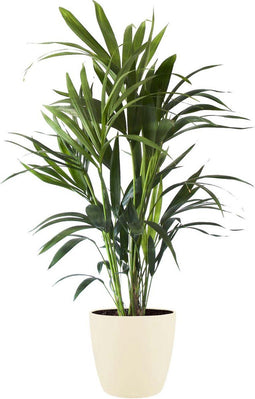 Kentia Palm in ELHO sierpot (Brussels Round soap) – ↨ 90cm – ⌀ 20cm