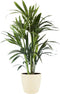 Kentia Palm in ELHO sierpot (Brussels Round soap) – ↨ 90cm – ⌀ 20cm