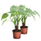 Alocasia Cucullata op stam ↨ 40cm - 2 stuks - hoge kwaliteit planten
