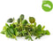 Click & Grow italian mix