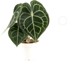 Goed & Groen - Anthurium Clarinervium - ↨ 30cm - Potmaat 12 - Exclusieve Kwaliteit Planten - Kamer Plant - Kamerplanten - Sfeer - Interieur