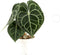 Goed & Groen - Anthurium Clarinervium - ↨ 30cm - Potmaat 12 - Exclusieve Kwaliteit Planten - Kamer Plant - Kamerplanten - Sfeer - Interieur