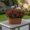 Plants by Frank - Skimmia Rubella - Wintergroene struik met rode knoppen - (3 stuks)