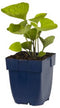 Griffioen - Brunnera macrophylla