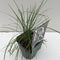 Koeleria glauca - Fakkelgras - Planthoogte: 20 cm - Pot Ø 11 cm (1 liter)