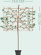 Sierpruim als leiboom Prunus cerasifera Nigra h 340 cm st. omtrek 1...