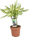 Goed & Groen - Combipakket - Dracaena Diamond Dream en Steudneri en Pachira aquatica (multistam en gevlochten stam) -↨ 55cm - Potmaat 17 - Kwaliteit Planten - Kamer Plant - Kamerplanten - Sfeer