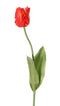 Top art - Tulp Tulipa parrot Garden art 1 bloem dia. 6 x 8,5 cm met 2 bladeren feel real 21 x 7,...