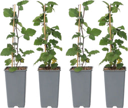 Plant in a Box - Ribes rubrum 'Jonkheer van Tets' - Aalbes - Set van 4 - Fruitstruik - Rode bessen - ⌀15cm - Hoogte 50-60cm