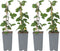 Plant in a Box - Ribes rubrum 'Jonkheer van Tets' - Aalbes - Set van 4 - Fruitstruik - Rode bessen - ⌀15cm - Hoogte 50-60cm