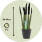 Plant in a Box - Sansevieria Cylindrica - Velvet Touchz - Vrouwentong - Inclusief Zwarte Decoratieve Pot - Hoogte 20-40cm - Pot 9cm