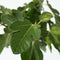 Plant in a Box - Ficus Carica - Fruitboom - Winterharde Vijgenboom - Pot 21cm - Hoogte 70-90cm