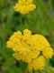 Duizendblad (Achillea fil.) 'Cloth of Gold' | 1 stuk | Bijen- en vlinderplant | Bijentuin | 11x11 cm Kwekerspot | Geurend | Geel