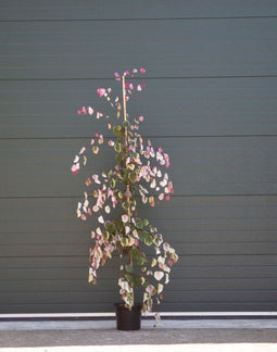 2 stuks! Judasboom Carolina Sweetheart Cercis canadensis Carolina S...