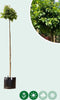 Bolberk 'Magical Globe' 180 cm stamhoogte | Betula Pendula 'Magical Globe' 6-10 cm 180 cm| Bomenbezorgd.nl