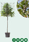 Leilaurier 120 cm | Prunus laurocerasus 'Caucasica' 6-10 cm 120 cm| Bomenbezorgd.nl