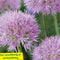 Baltus - Bollen Allium Rosy Dreams 15 stuks