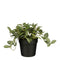 Mica Decorations - Kunstplant mica tradescantia in pot 16x16cm | 6 stuks