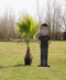 Mexicaanse Waaierpalm Wasthingtonia Robusta - 40-50 cm Stamhoogte