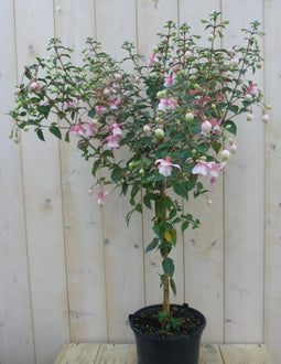 Fuchsia op stam 90 cm