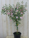 Fuchsia op stam 90 cm