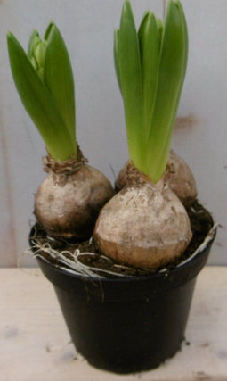 3 stuks! Hyacint wit in potje