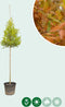 Moerascipres | Taxodium distichum 10-14 cm | Bomenbezorgd.nl
