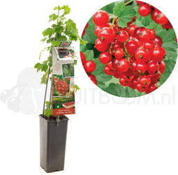 Ribes rubrum Jonkheer van Tets