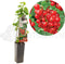 Ribes rubrum Jonkheer van Tets