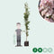 Japanse zuil sierkers - Prunus serr. ‘Amanogawa' 200 - 300 cm totaalhoogte (6 - 10 cm stamomtrek)