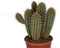 Pilosocereus gounelii ↨ 50cm - hoge kwaliteit planten
