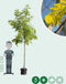 Gele schijn acacia | Robinia ps. 'Frisia' 10-14 cm | Bomenbezorgd.nl