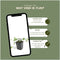 Plants by Frank | 12 Klimopplanten | Hedera helix 'Glacier' | Winterharde bodembedekker planten | tuinplanten | Winterharde vaste planten meerjarig | Winterharde tuinplanten