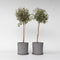 Plant in a Box - Olea Europaea - Set van 2 - Winterharde olijfboom op stam - Pot 19cm - Hoogte 80-90cm