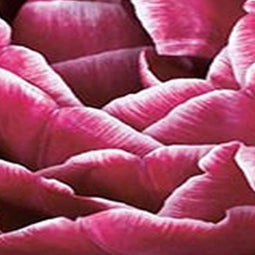 3 stuks - JUB - Tulipa Dream Touch 4 bollen