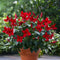 Plant in a Box - Mandeville 'Rio Deep Red' - Dipladenia - Bloeiende tuinplant - Klimplant - Terras- en balkon plant - Pot 17cm - Hoogte 60-70cm