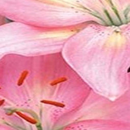 5 stuks - JUB - Lilium roze 2 bollen