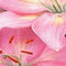 5 stuks - JUB - Lilium roze 2 bollen