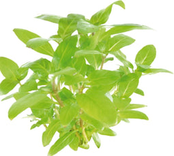 Eg staurogyne repens nr111