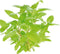 Eg staurogyne repens nr111